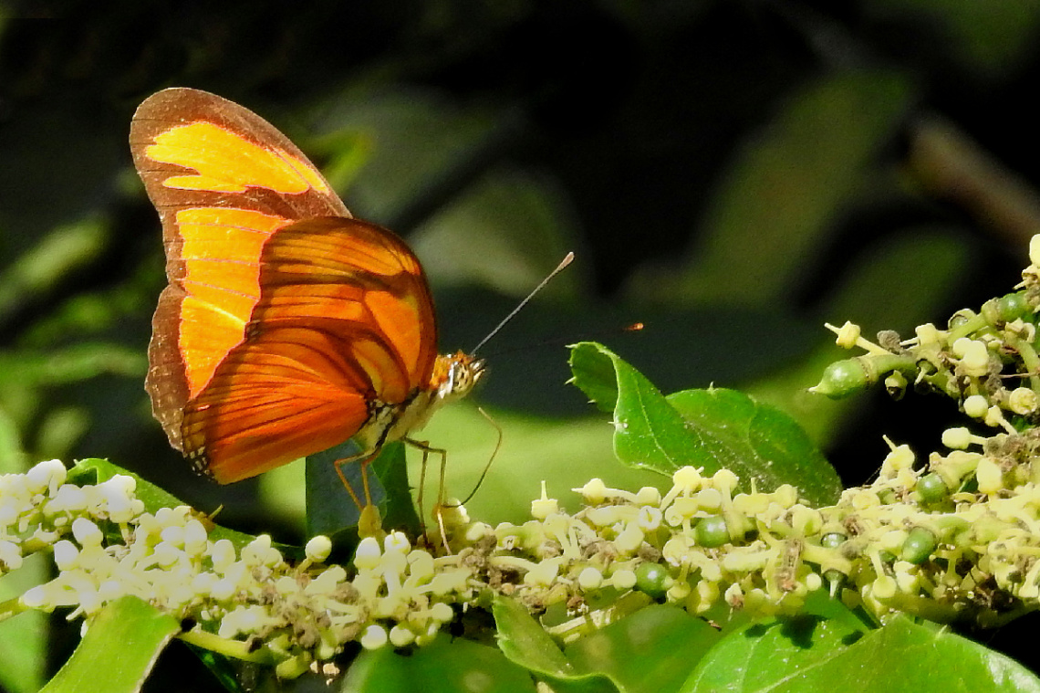 Borboleta 