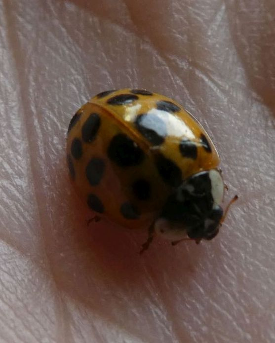 Ladybird