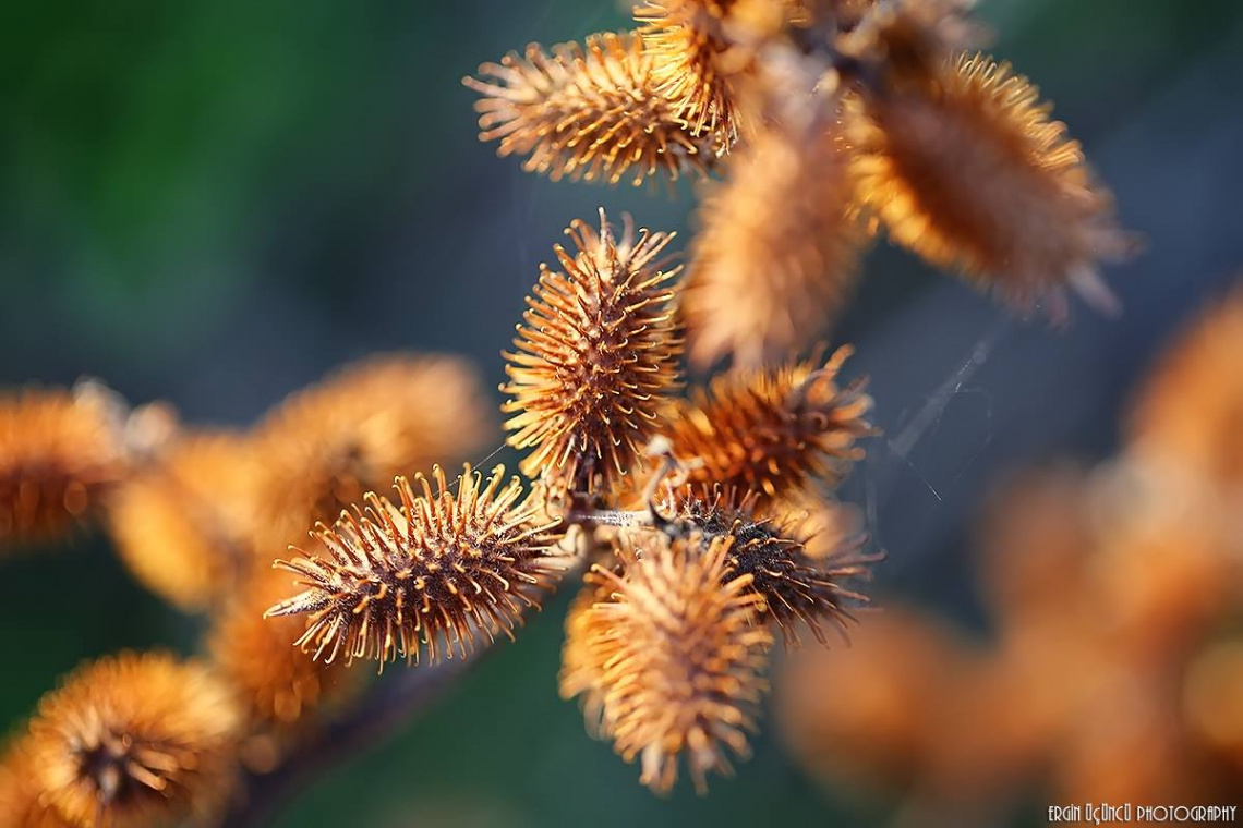 Thorn Bokeh