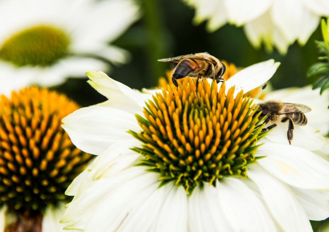 bee on a flower