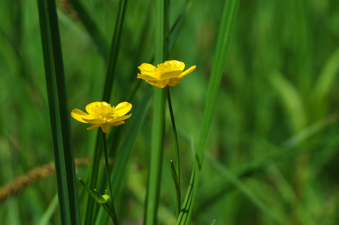 Marsh Marigolds