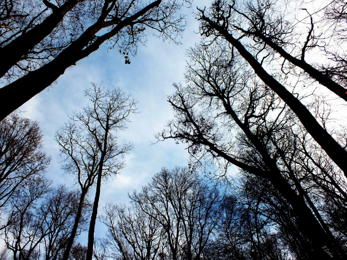 tree&sky