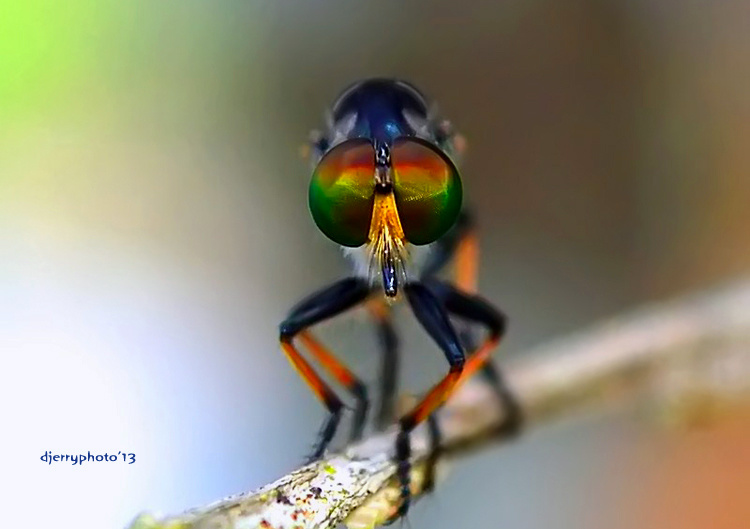 RobberFly Eye