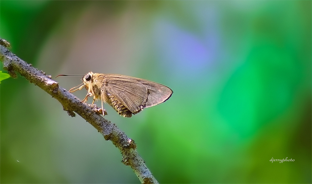 Skipper