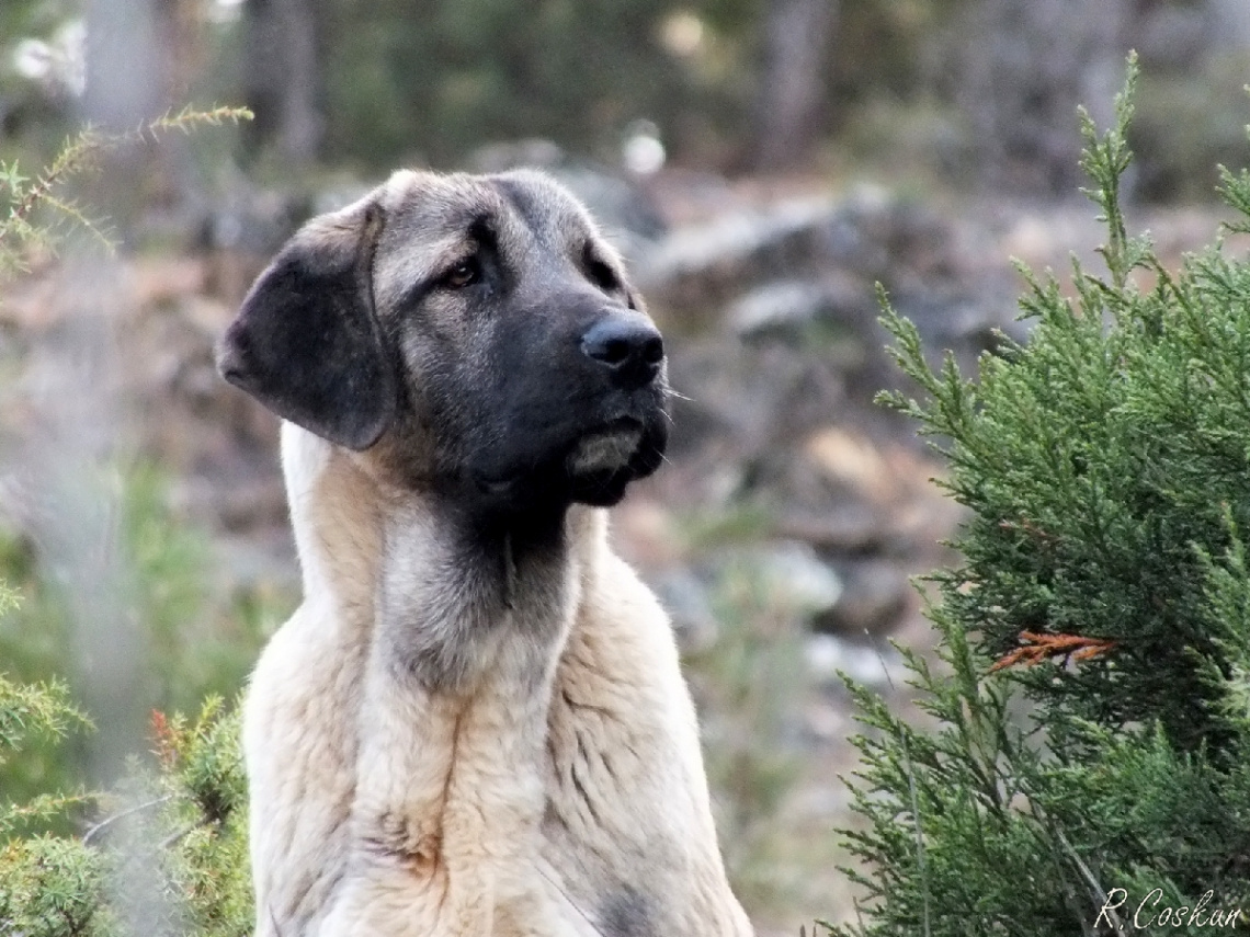 Türk aslanı (Turkish Lion)