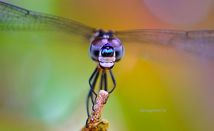 Smiling Dragonfly