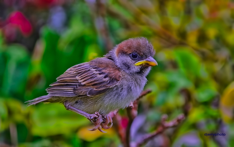 Sparrow Chicks