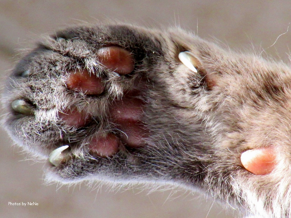 Paw of a kitten