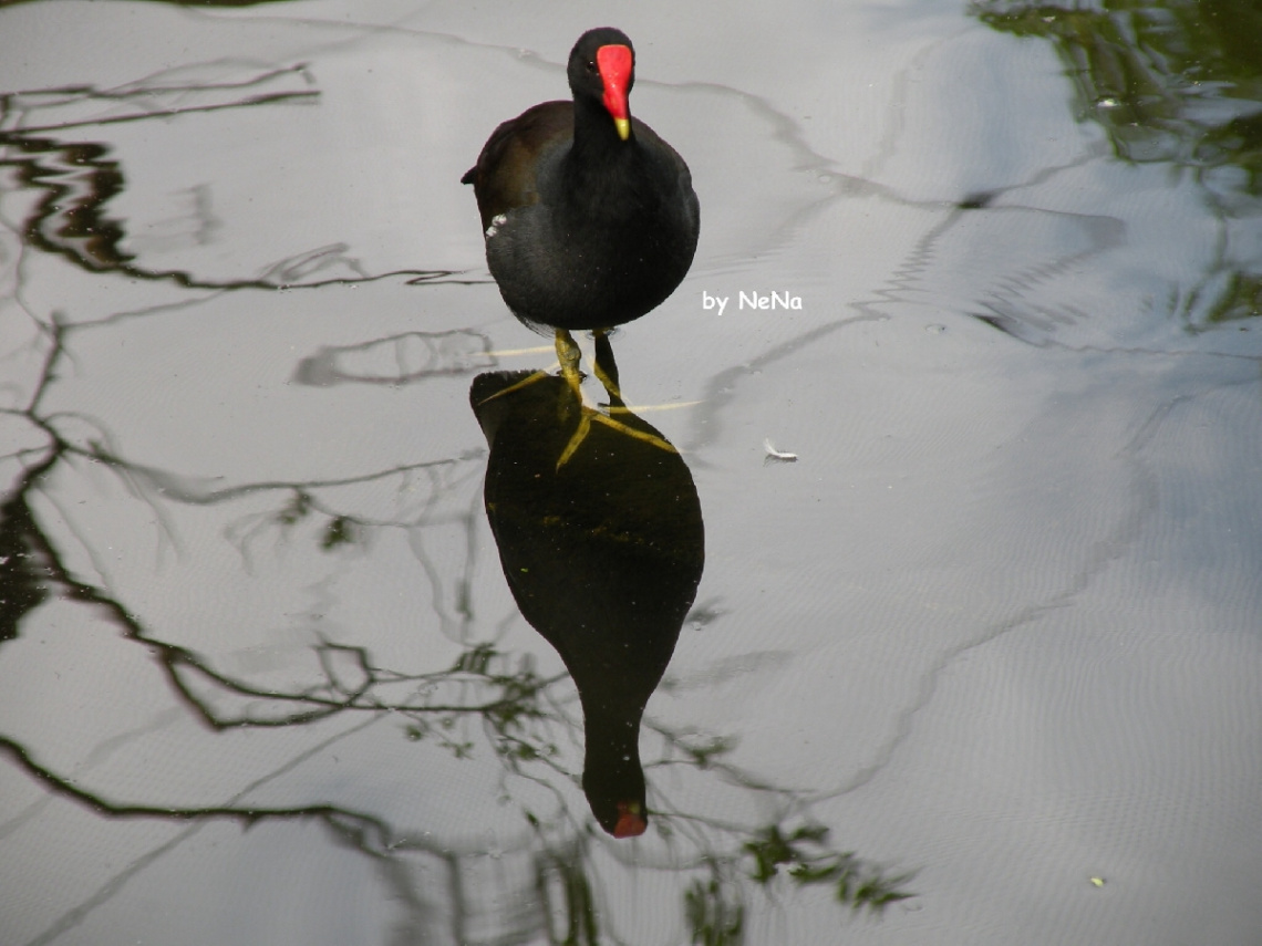 Reflexo...