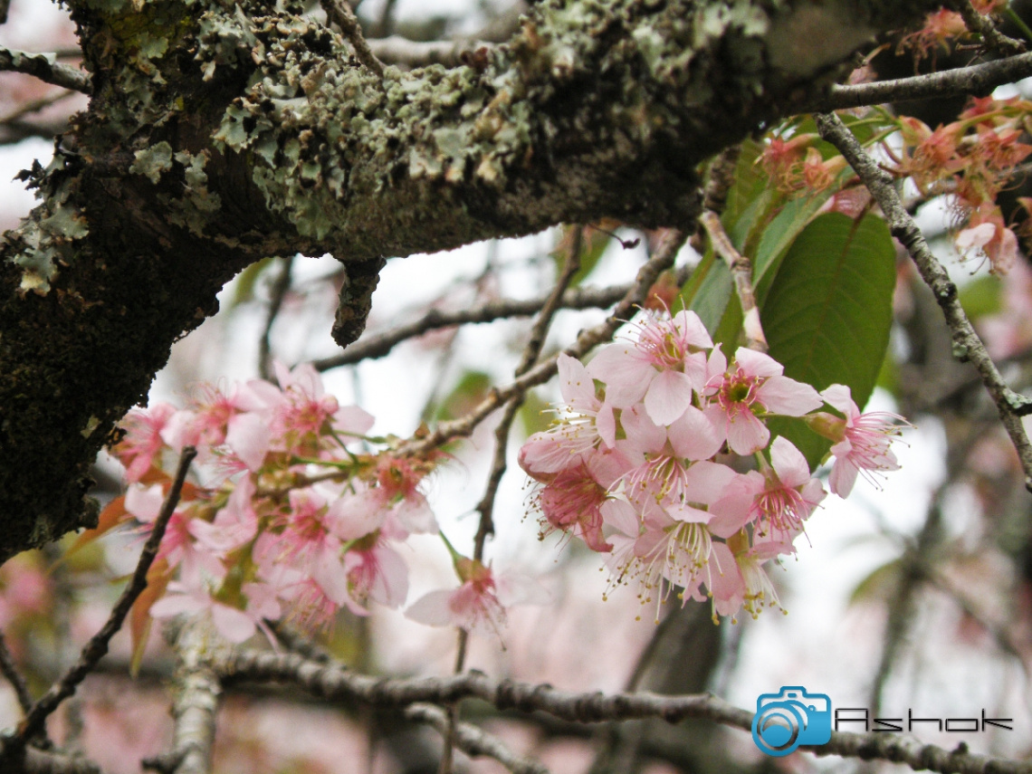 Flowering Tree