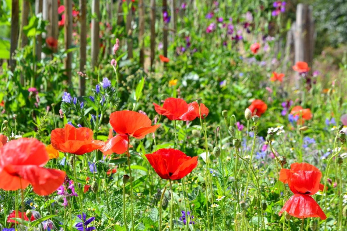 haşhaş / poppy