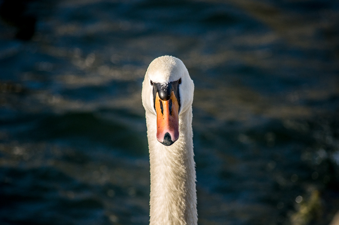 Hello, My Name is Swan ...