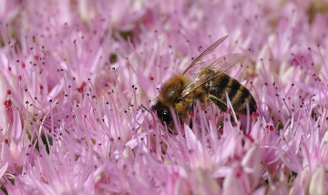 Honey Bee Pool