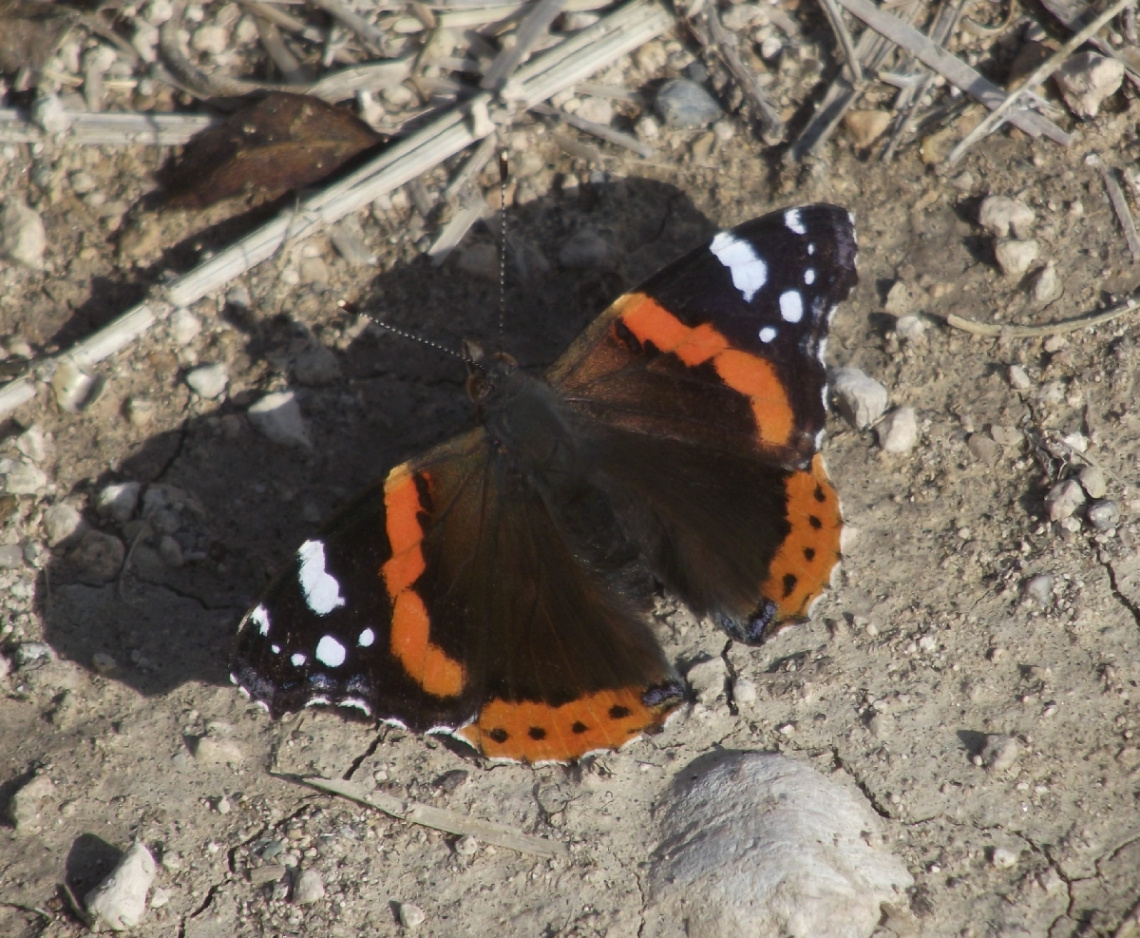 Atalanta / Vanessa atalanta