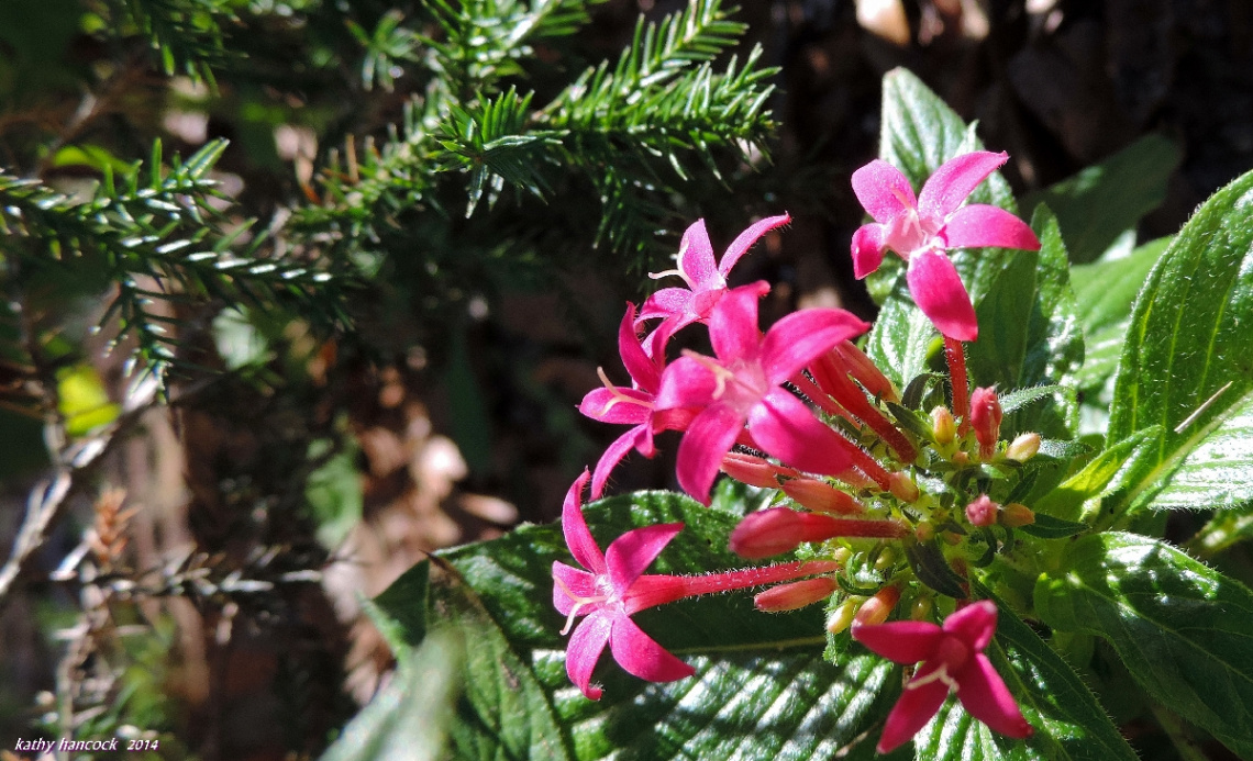 Pentas and Pine