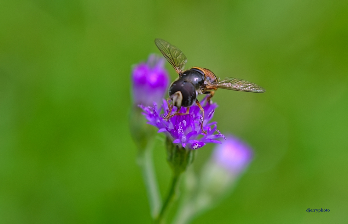 Hoverfly