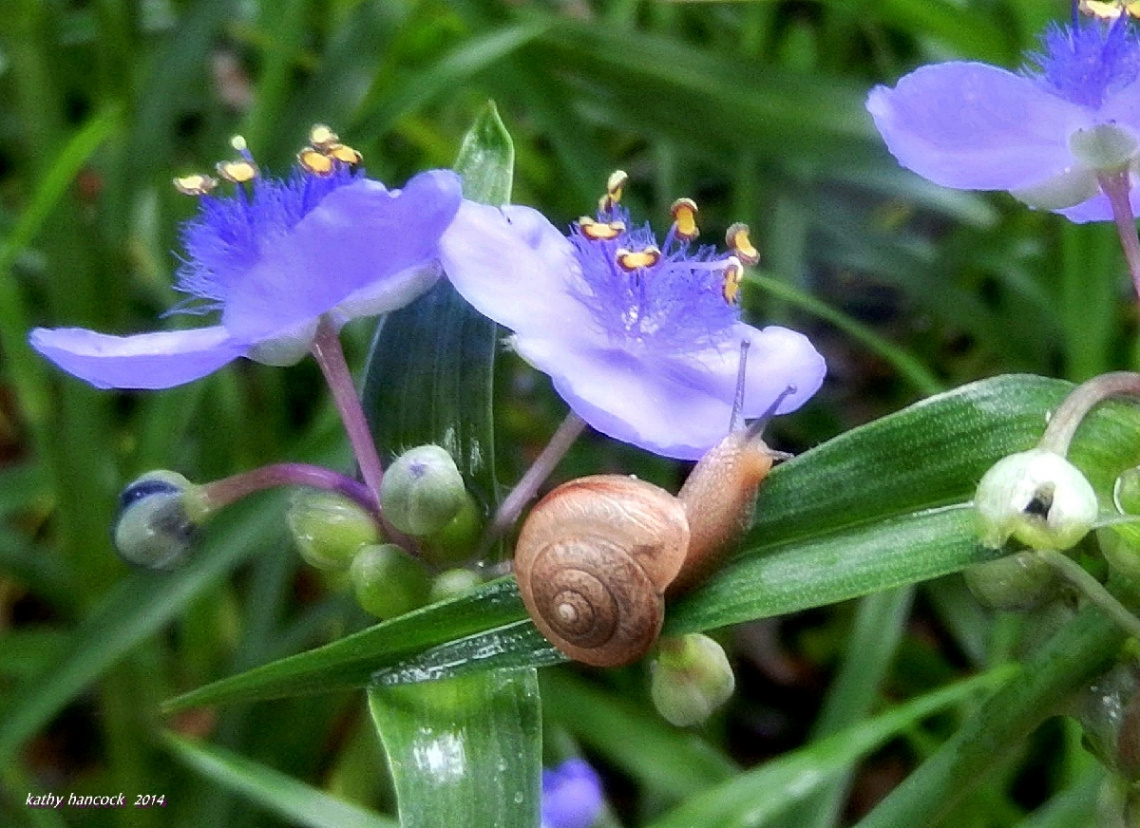 Snail and Spiderwort