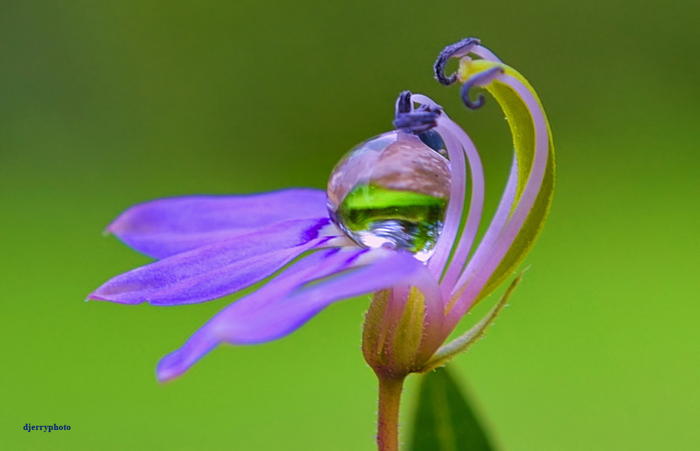 Dew on flower