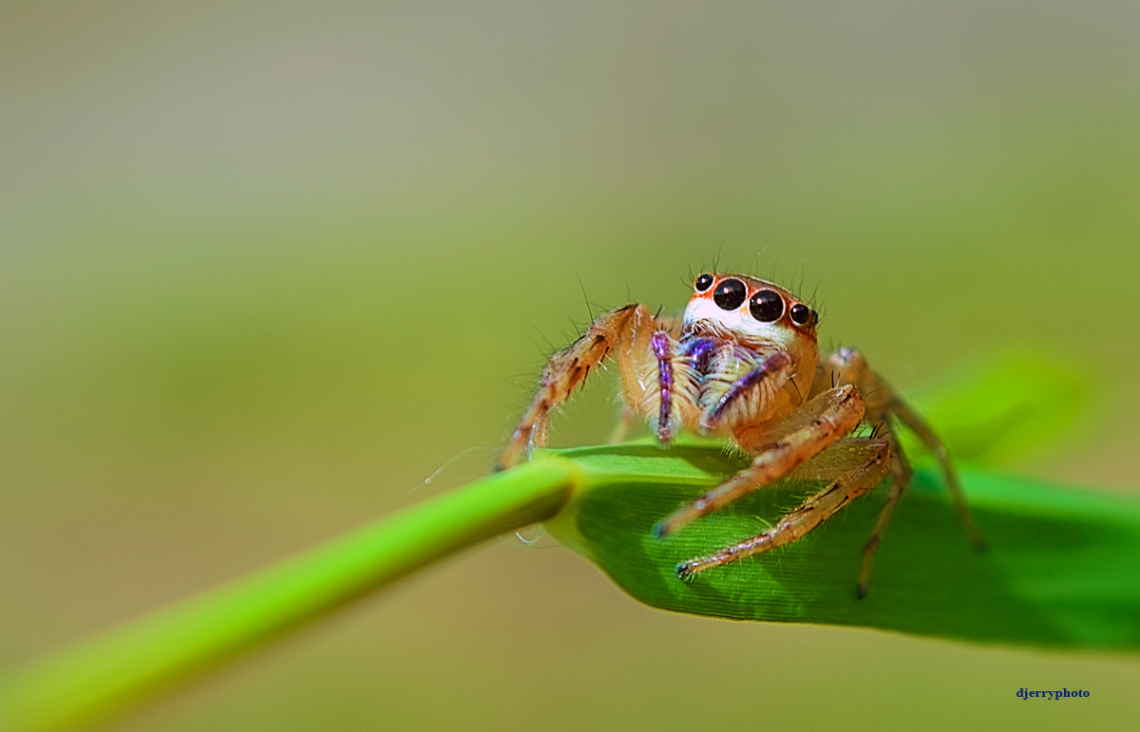 The jumping spider