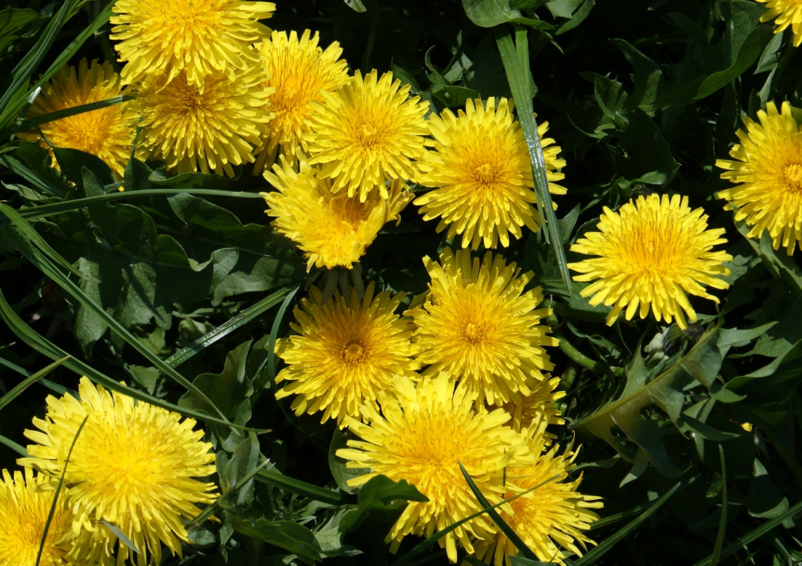 Yellow flowers