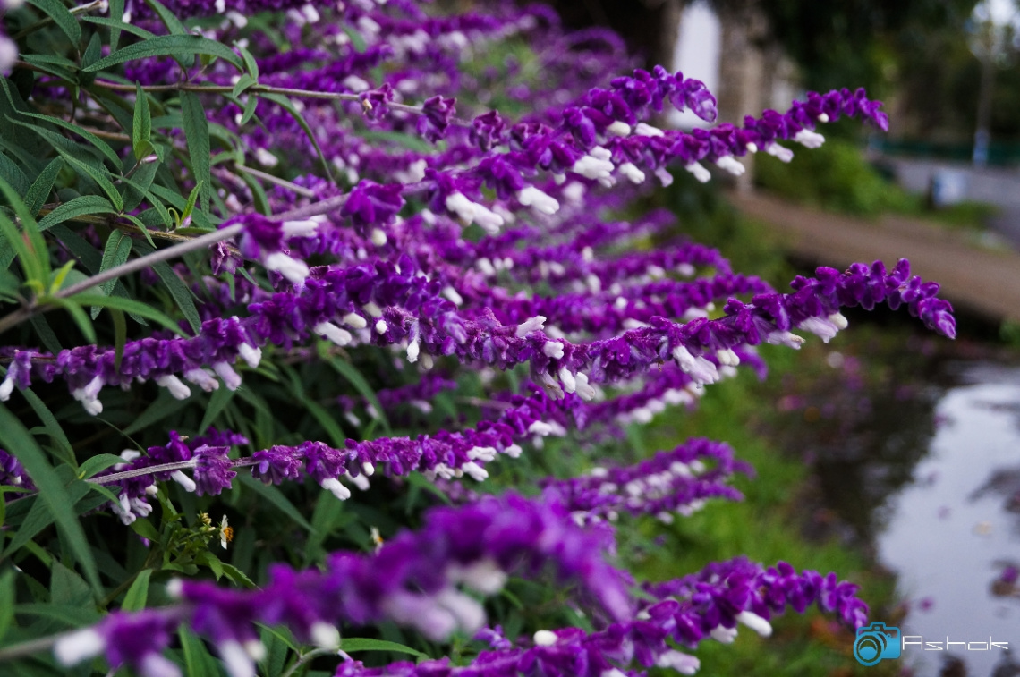 Road Side Flowers ^_^