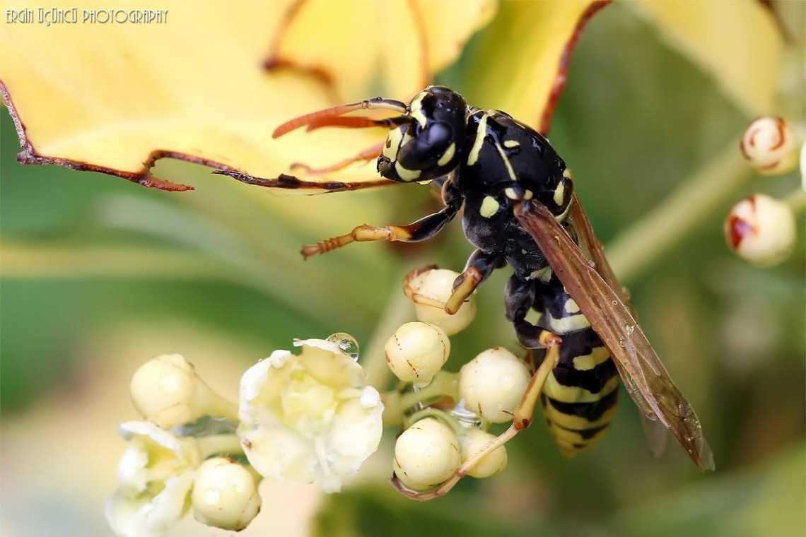 Macro Bee