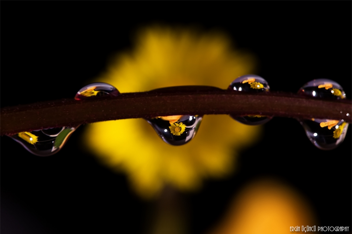 Water Drop Refractions