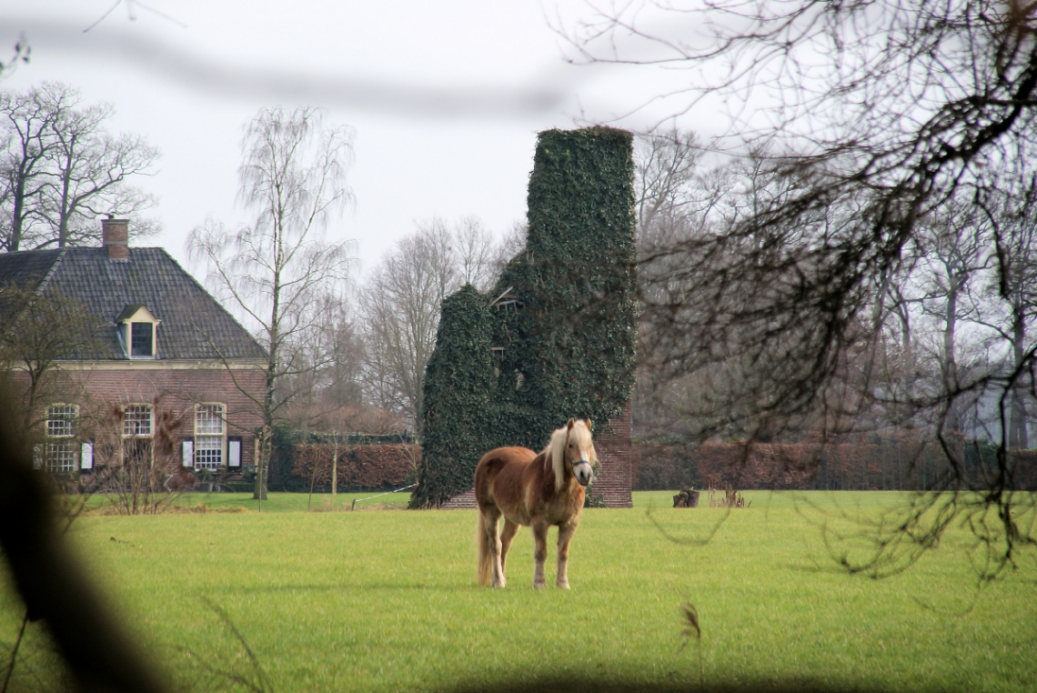 horse at old estate