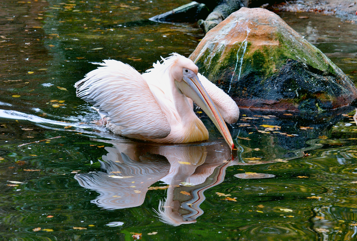 Pelican Mirror