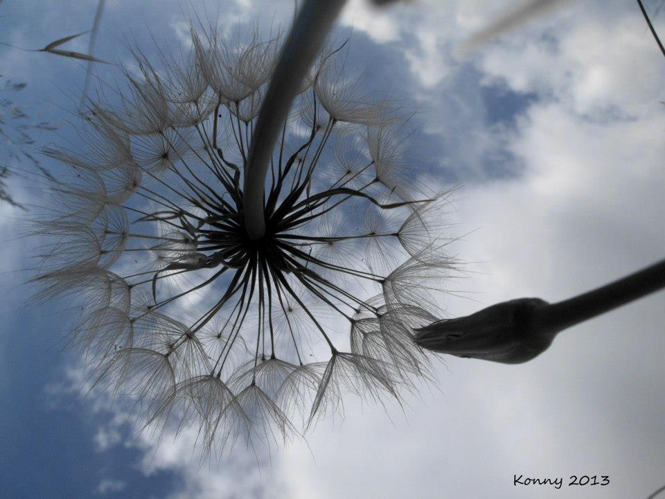   Pusteblume 