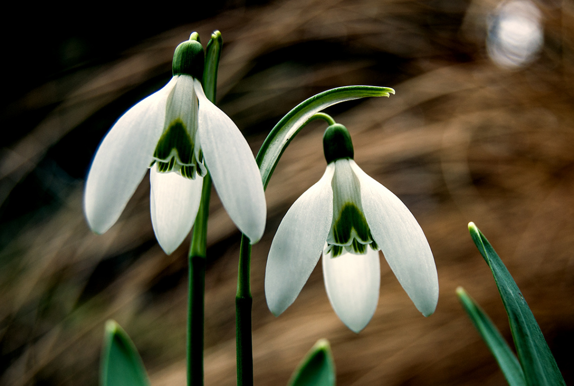 Snowdrop