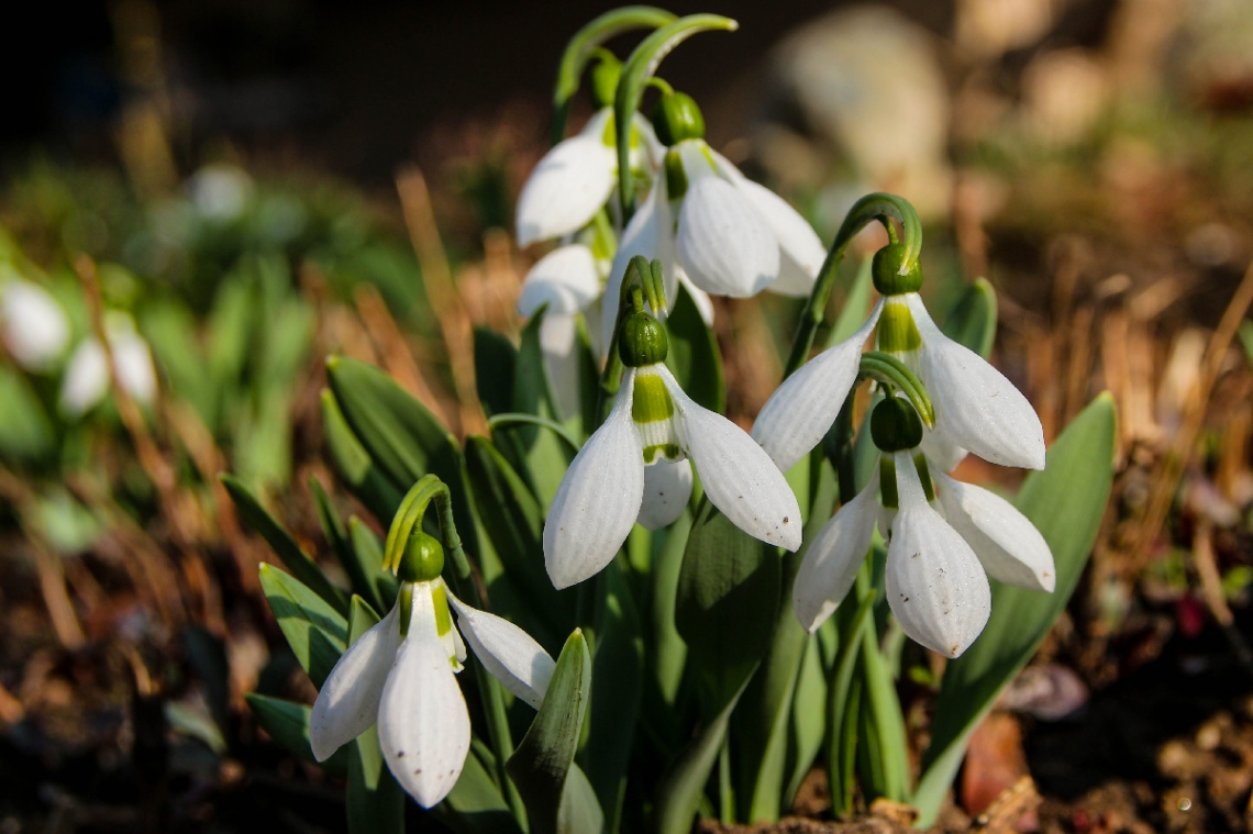 snowdrops