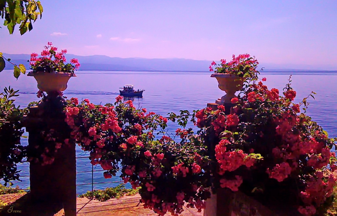 roses & sea 