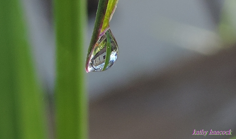 Dew Drop with Shed Refracted