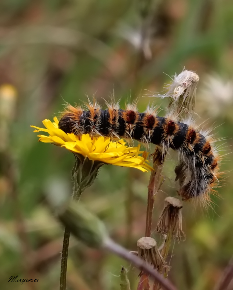 Caterpillar on his journey