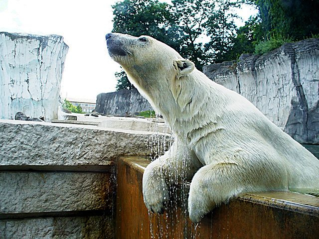 Eisbär im Karlsruher Zoo