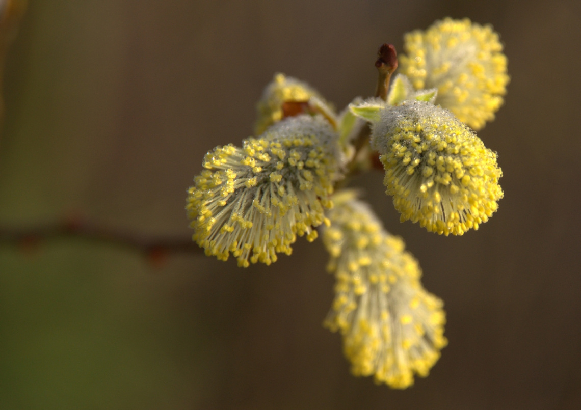 blossom