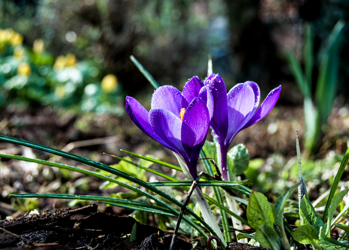 Frühlingsboten