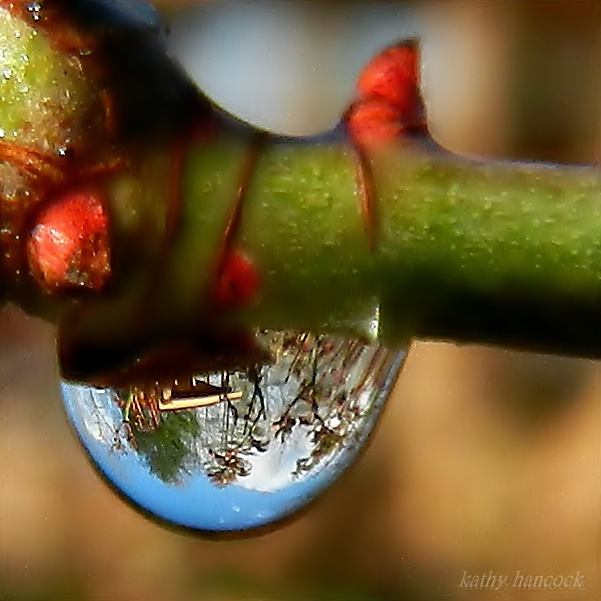Refraction in the Rose Bush 