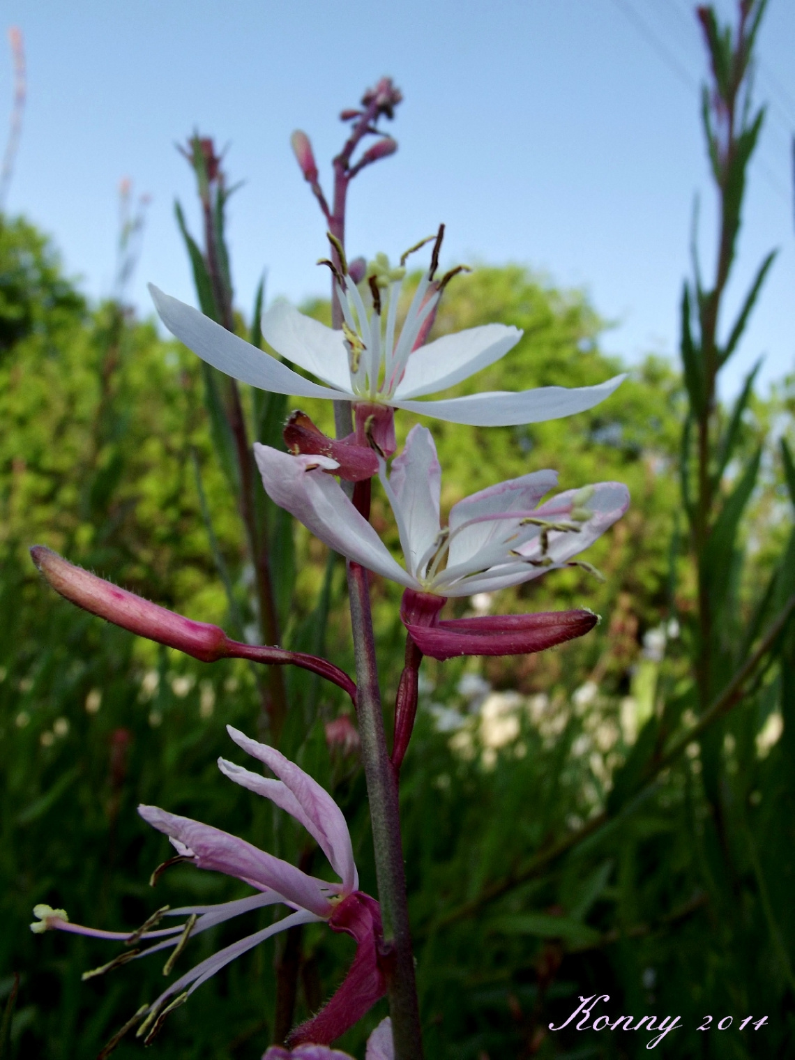 lovely flowers