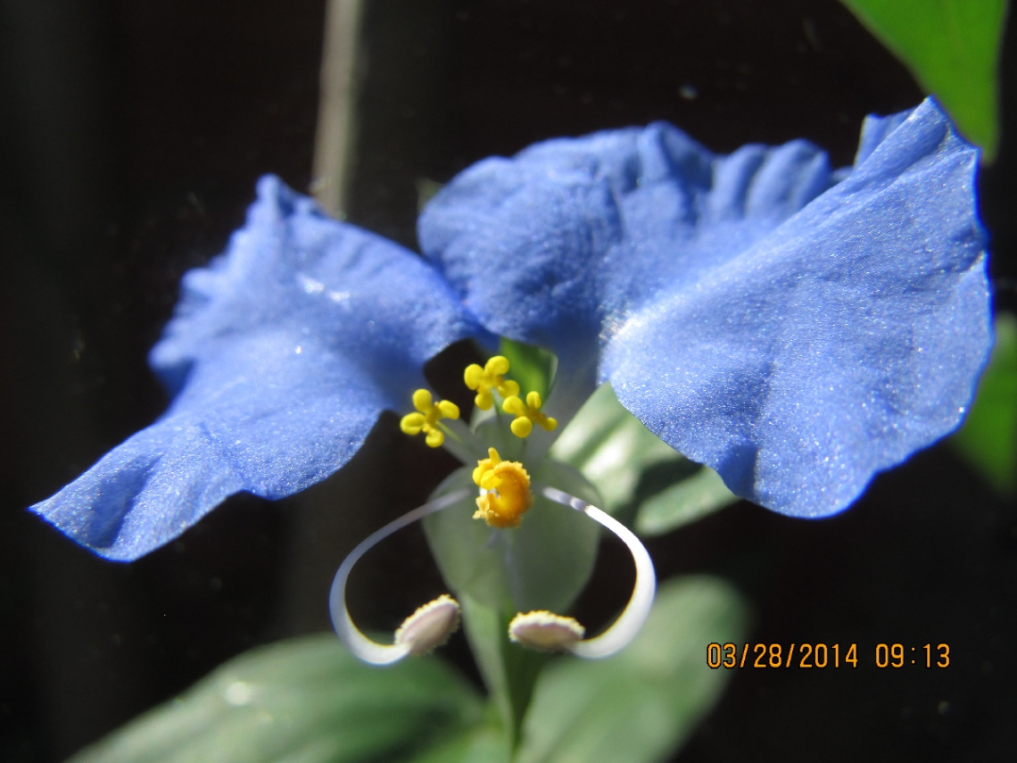 Blue Flower Thanking !