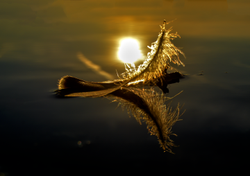 Little feather swimming on a sea - sunset reflection