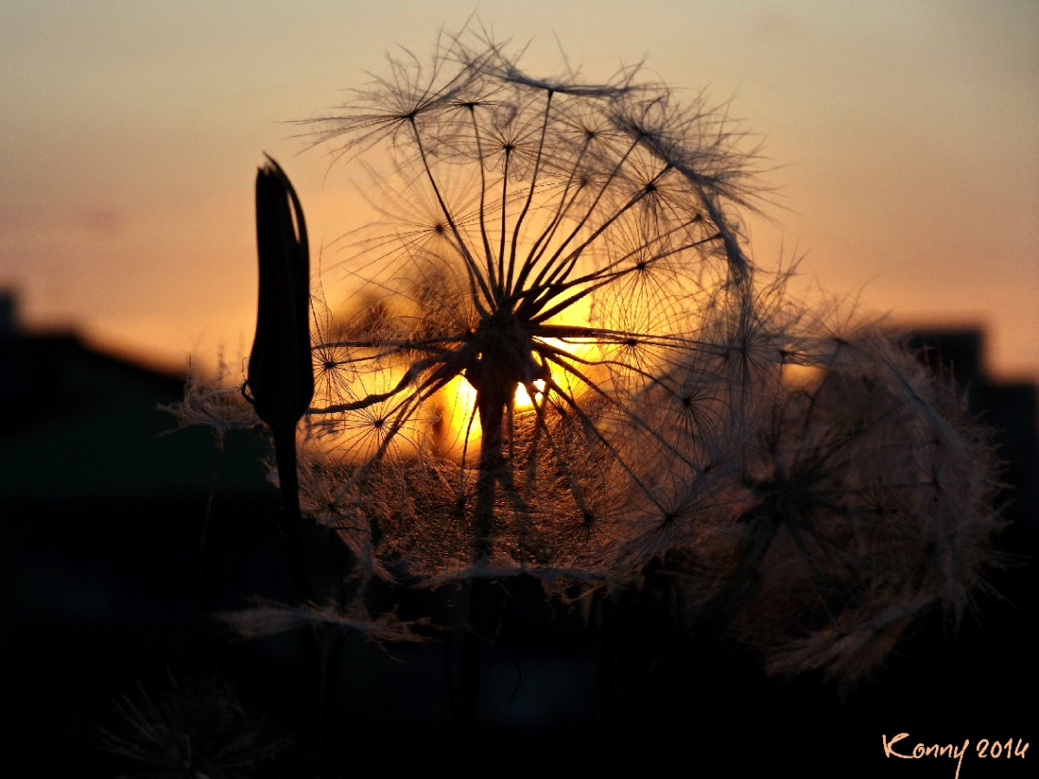 Dandelion & sunset  in a different way