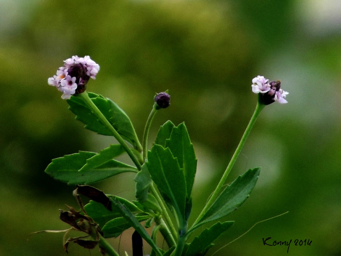 super mini tiny flower.....