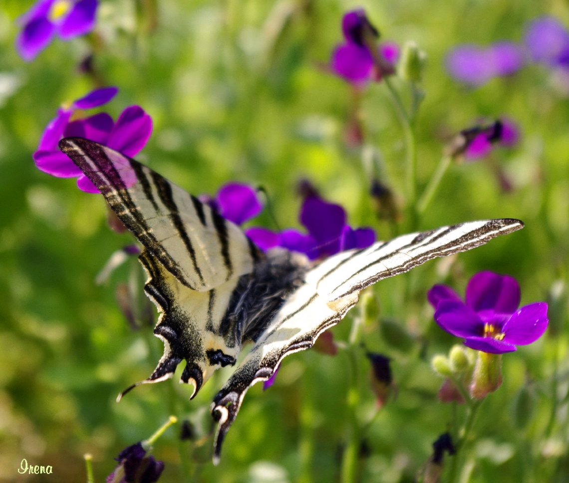 swallowtail