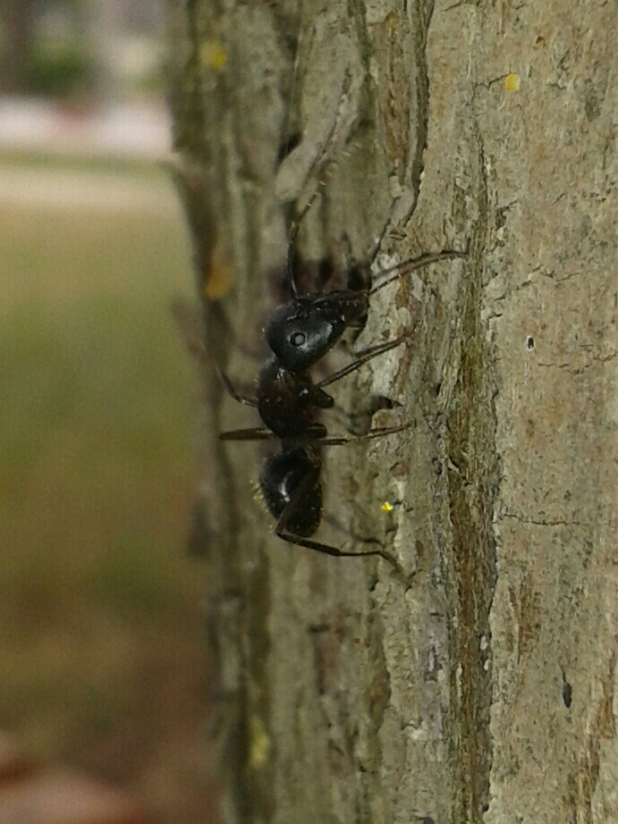 Karınca makro