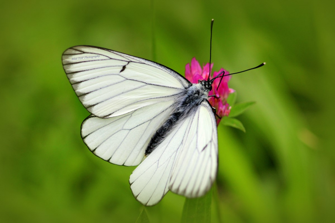 Aporia crataegi / Alıçbeyazı / Black-veined White