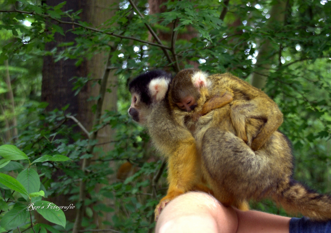 squirrel monkeys