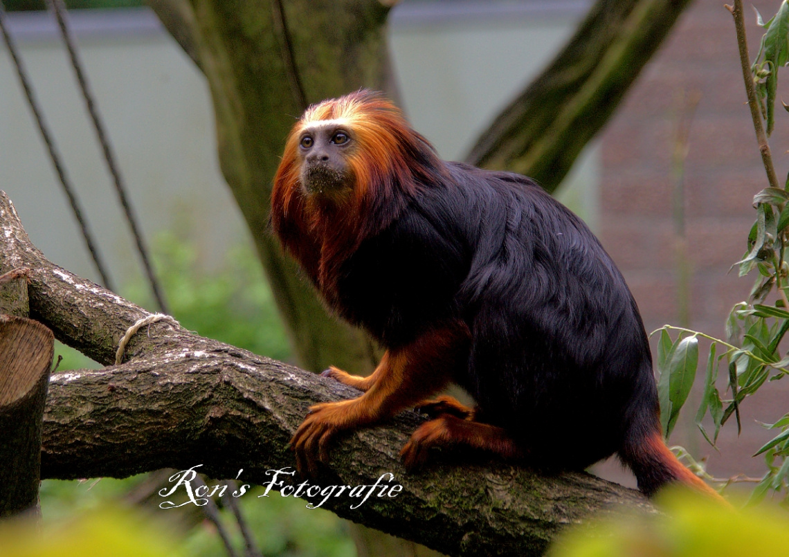 golden head lion tamarin