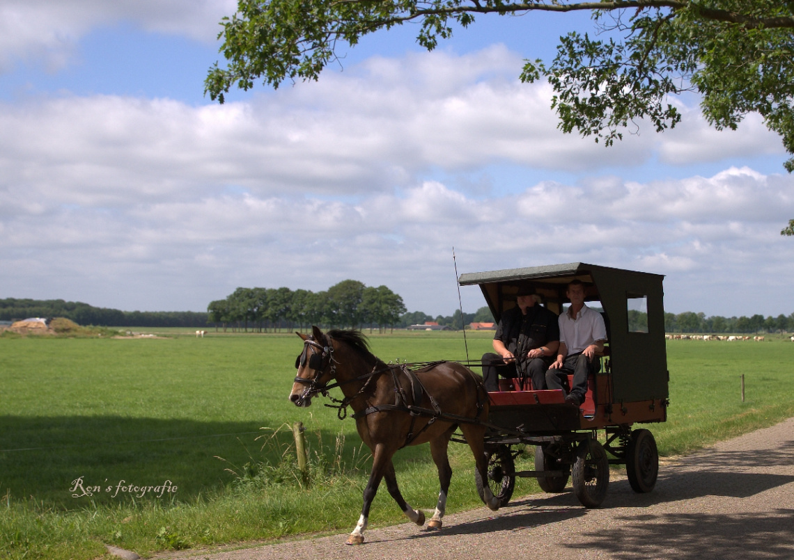 horse carriage